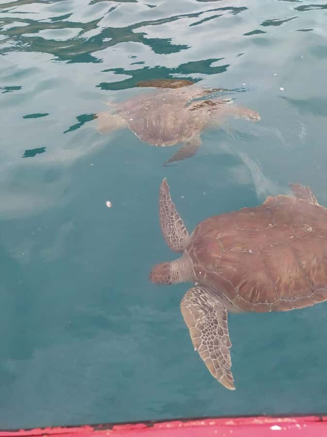 Snorkeling with Turtles - Languages and Guide Style: Clear Communication Helps