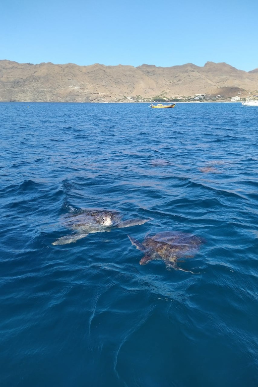 Snorkeling with turtles at Sao Pedro's Beach - Key takeaways before you book