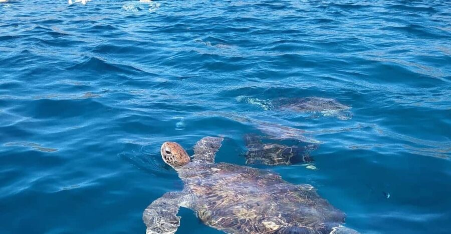 Snorkeling with turtles at Sao Pedro's Beach - Turtle Encounters and the Feeding Question You Should Not Ignore