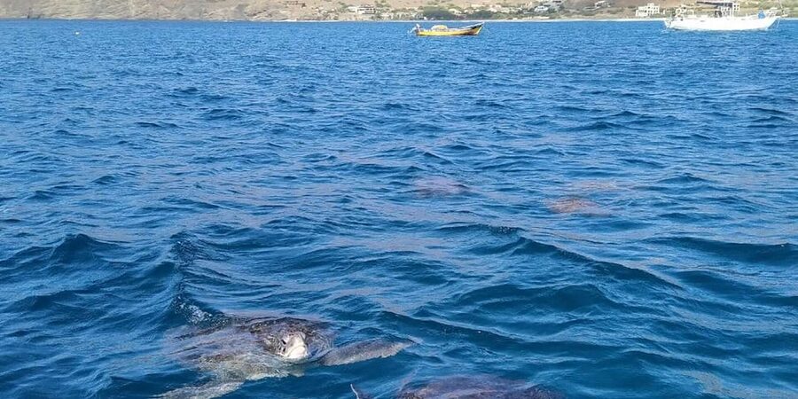 Snorkeling with turtles at Sao Pedro's Beach - How the Trip Runs, From Hotel Pick-Up to Guided Time in the Water