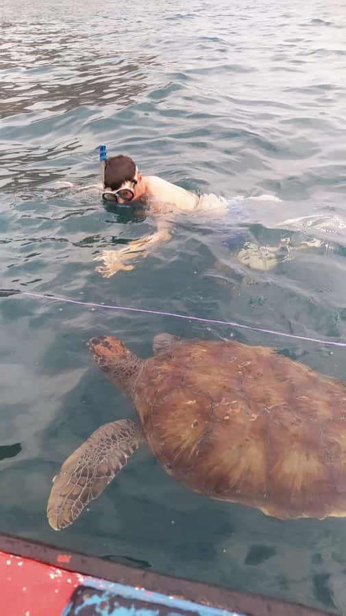 Snorkeling with Turtles - The 150 Minutes Schedule: Aperitif, Boat Cruise, Snorkeling