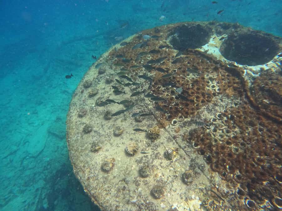Snorkelling trip with certificate local guide - Underwater stops: shipwreck, statue of Christ, and the Murdeira coral reef