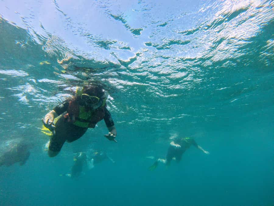 Snorkelling trip with certificate local guide - Price and value: is $50 a fair deal?