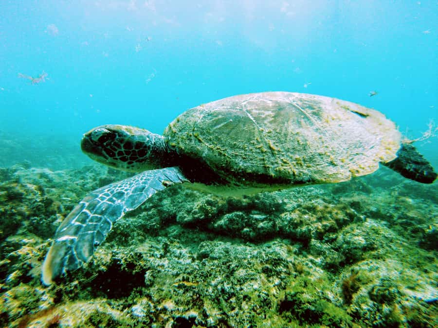 Snorkelling trip with certificate local guide - Safety and pacing: where the best feedback really matters