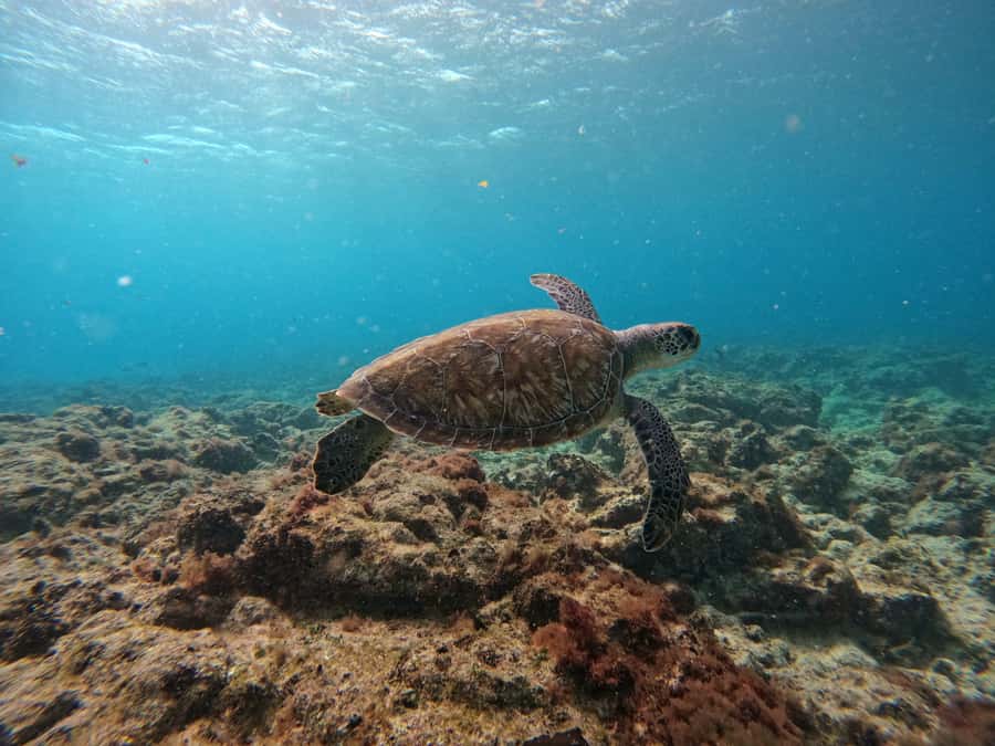 Snorkelling trip with certificate local guide - Language, photos, and practical details that make the trip smoother