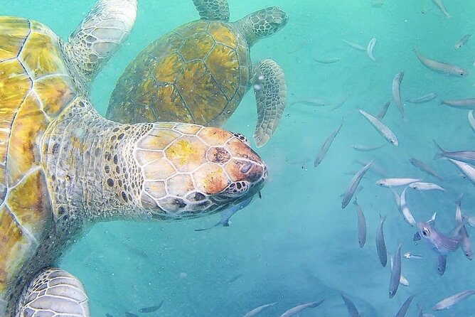 Spectacular experience with sea turtles - Mindelo Sea Turtles, Why São Pedro Gets So Much Attention
