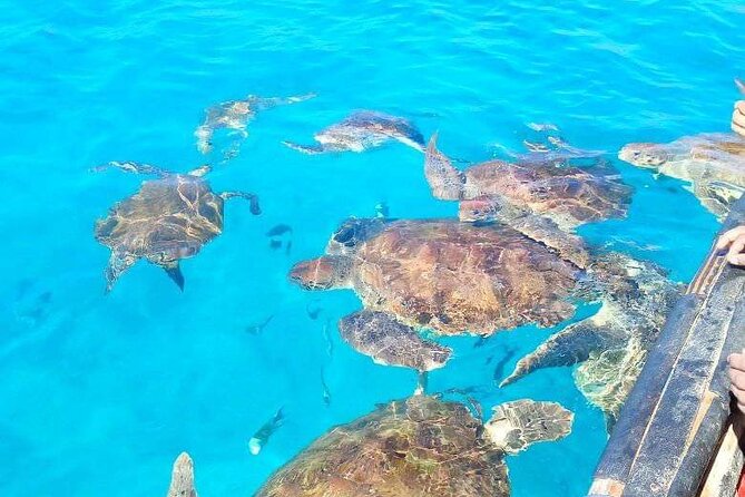 Spectacular experience with sea turtles - Snorkeling With Turtles: What You’ll Actually Do Underwater