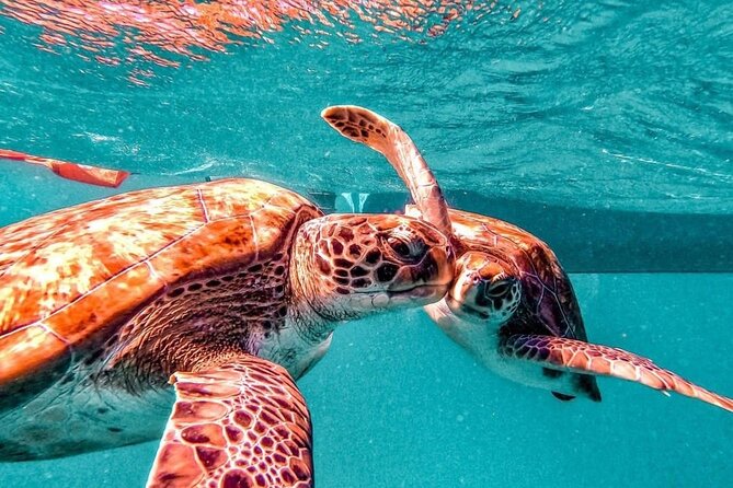 Spectacular experience with sea turtles - Time, Tides, and Small-Group Reality (Max 12 People)