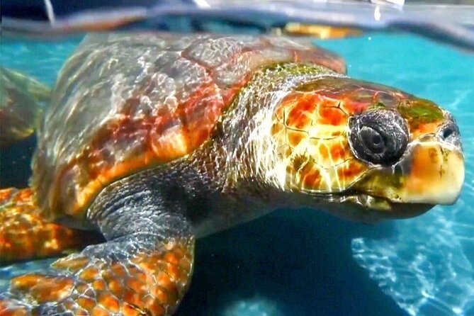 Turtle Experience in Sal island - Key points you’ll care about