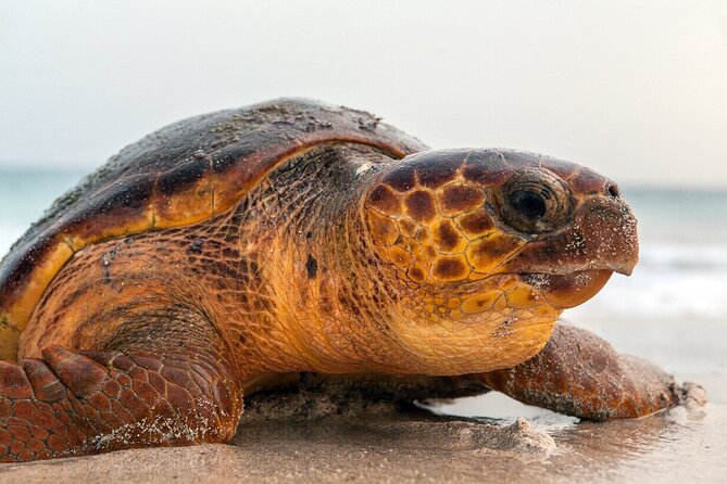 Turtle Experience in Sal island - Sea Turtle Nesting on Sal: why this is worth your night