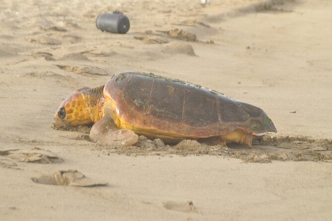 Turtle Experience in Sal island - The beach briefing: what the guide sets you up to notice