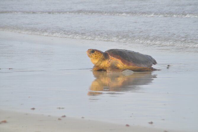 Turtle Experience in Sal island - Getting picked up at 8:00 PM: timing, pace, and how to plan your evening