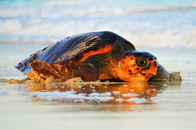 Turtle Watching Adventure - Key highlights you will care about