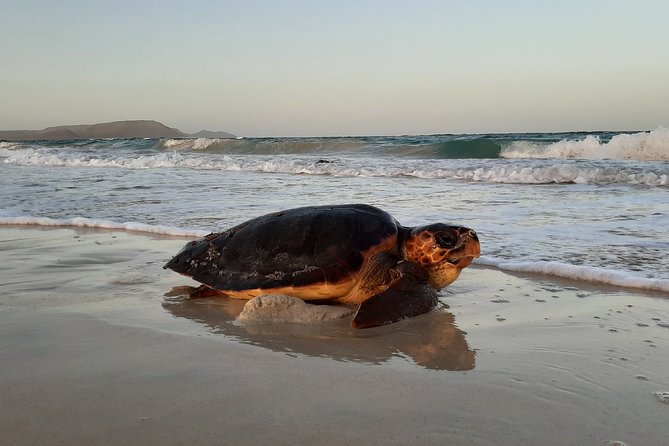 Turtle Watching Adventure - Which guide style will you experience on this tour?