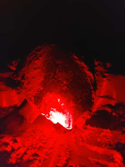 Turtle watching in Boa Vista Island - Turtle season on Boa Vista and what makes this night feel different