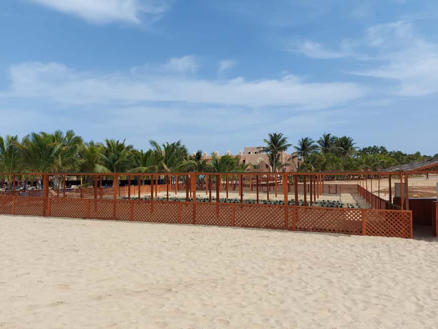 Turtle watching in Boa Vista Island - Pickup at 7:00 p.m., the drive, and why you should expect some waiting