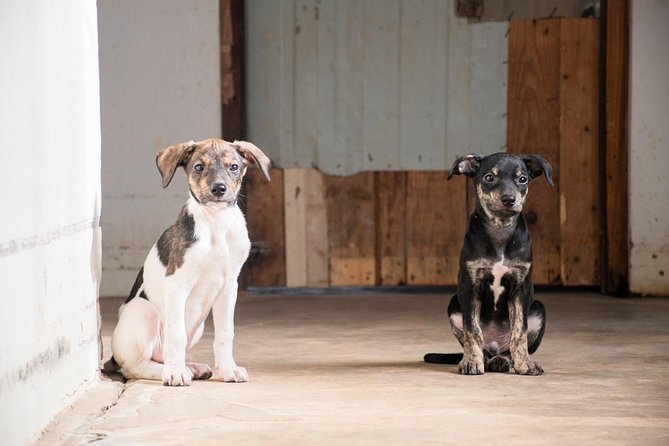 Volunteering with animals in Sao Vicente! - Key highlights you should know before you go