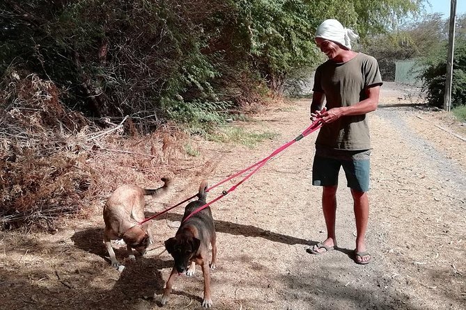 Volunteering with animals in Sao Vicente! - Where this starts: Simabo’s Backpackers’ Hostel in Mindelo