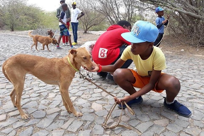 Volunteering with animals in Sao Vicente! - Who this suits best