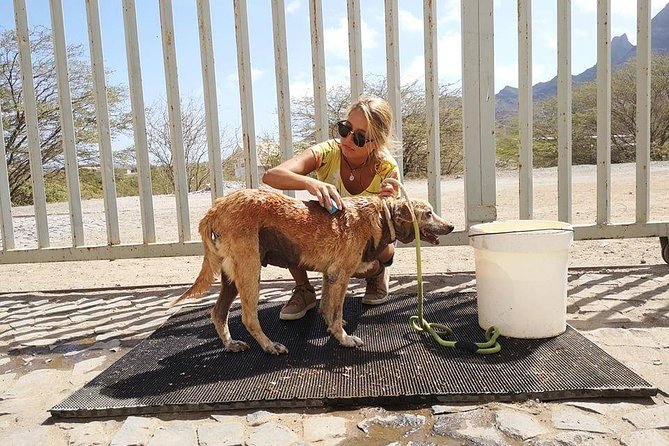 Volunteering with animals in Sao Vicente! - What you actually do with the dogs and cats