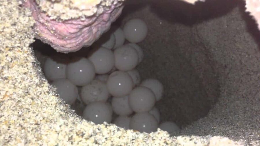 Watch Sea Turtles Nesting - Night Tour in Sal Island - Key things to know before you go