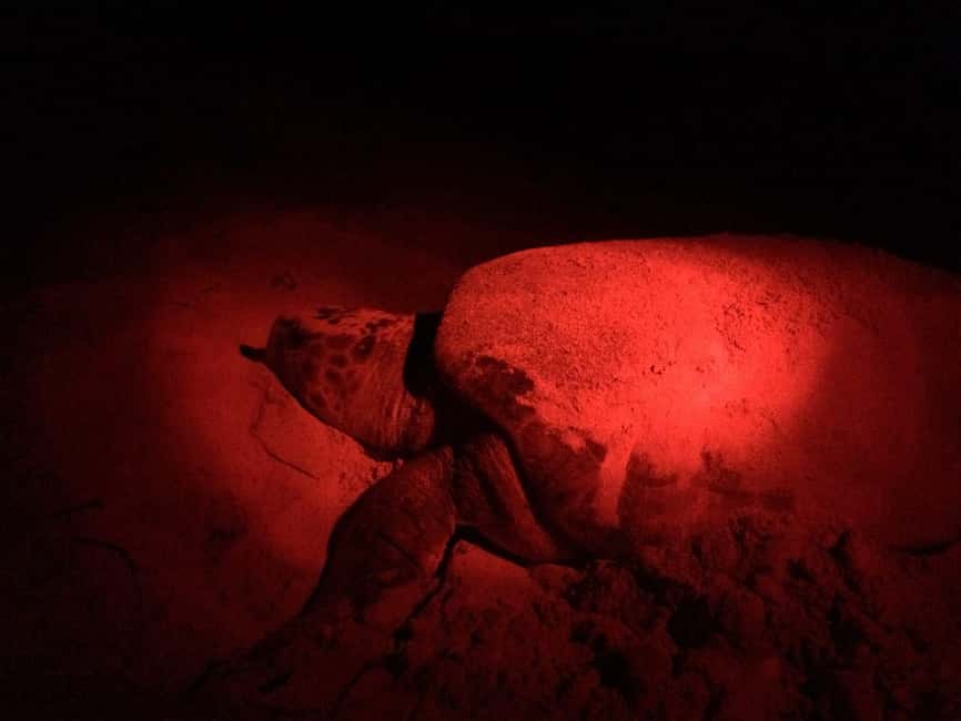 Watch Sea Turtles Nesting - Night Tour in Sal Island - Why Sal’s night turtle nesting is worth your time (and your $46)