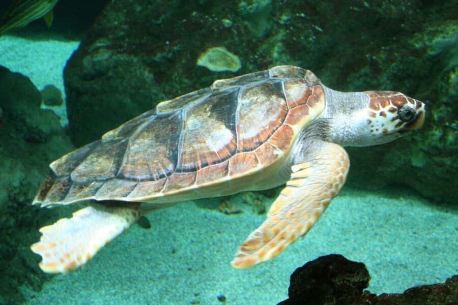 Watch Sea Turtles Nesting - Night Tour in Sal Island - The guide briefing, plus why infrared matters more than you think