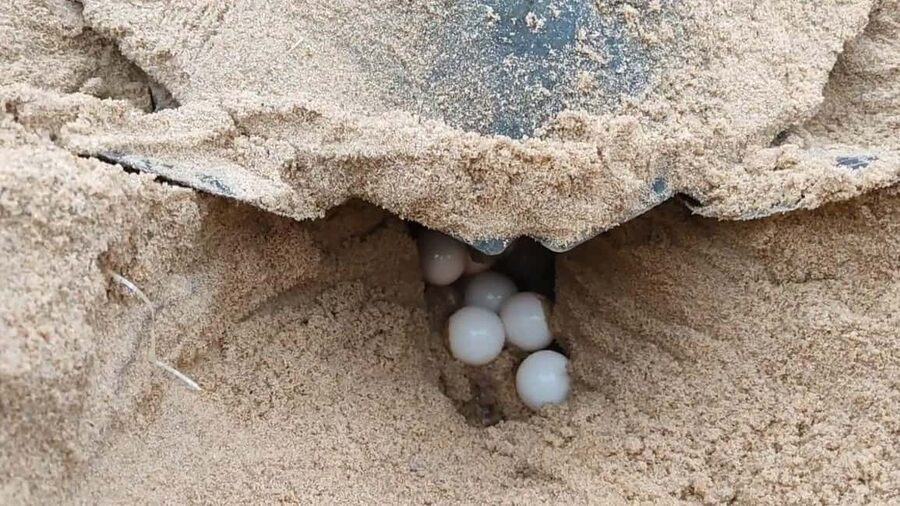 Watch Sea Turtles Nesting - Night Tour in Sal Island - Group tour vs private vs deluxe glamping: choosing the right vibe