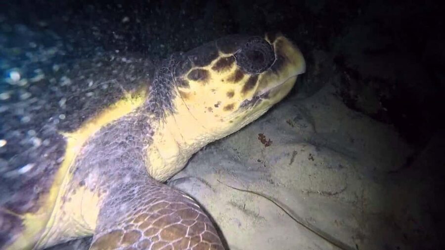 Watch Sea Turtles Nesting – Night Tour in Sal Island - From Santa Maria pick-up to a protected nesting beach