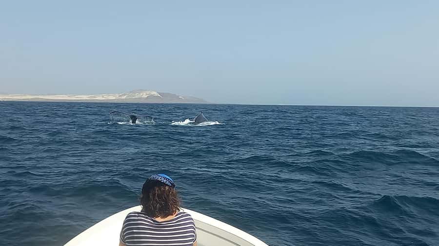 Whale watching tour SEASONAL - Key Points Before You Go