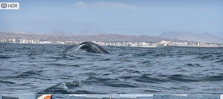 Whale watching tour SEASONAL - Humpback Breeding Season on Boa Vista: Why This Trip Feels Special