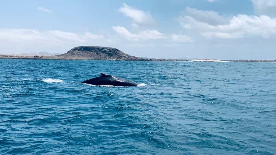 Whale watching tour SEASONAL - Eco-Friendly Watching and a Marine Biologist On Board