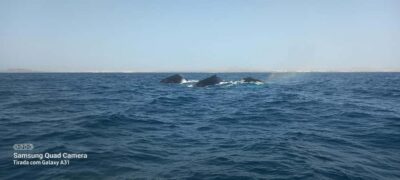 Whale watching tour SEASONAL