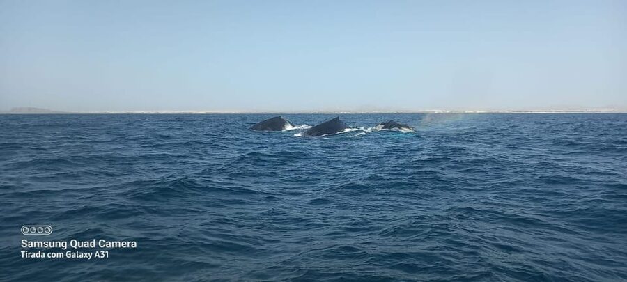 Whale watching tour SEASONAL - Booking Timing: Mid-Feb to Late May and the 2-Month Season Window