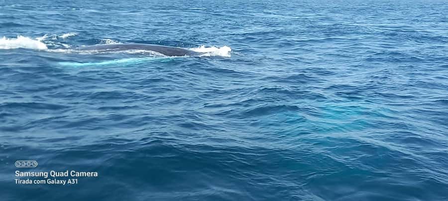 Whale watching tour SEASONAL - A Quick Reality Check: Why Some Days Show More Whales Than Others